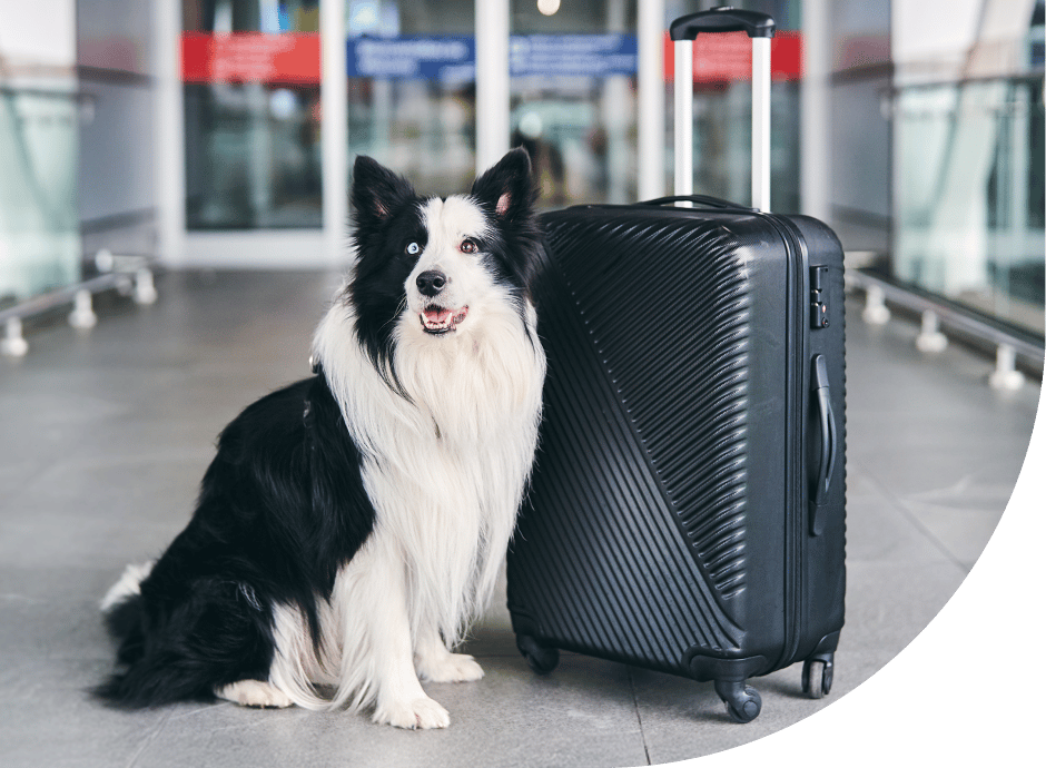 Viaja con tu mascota